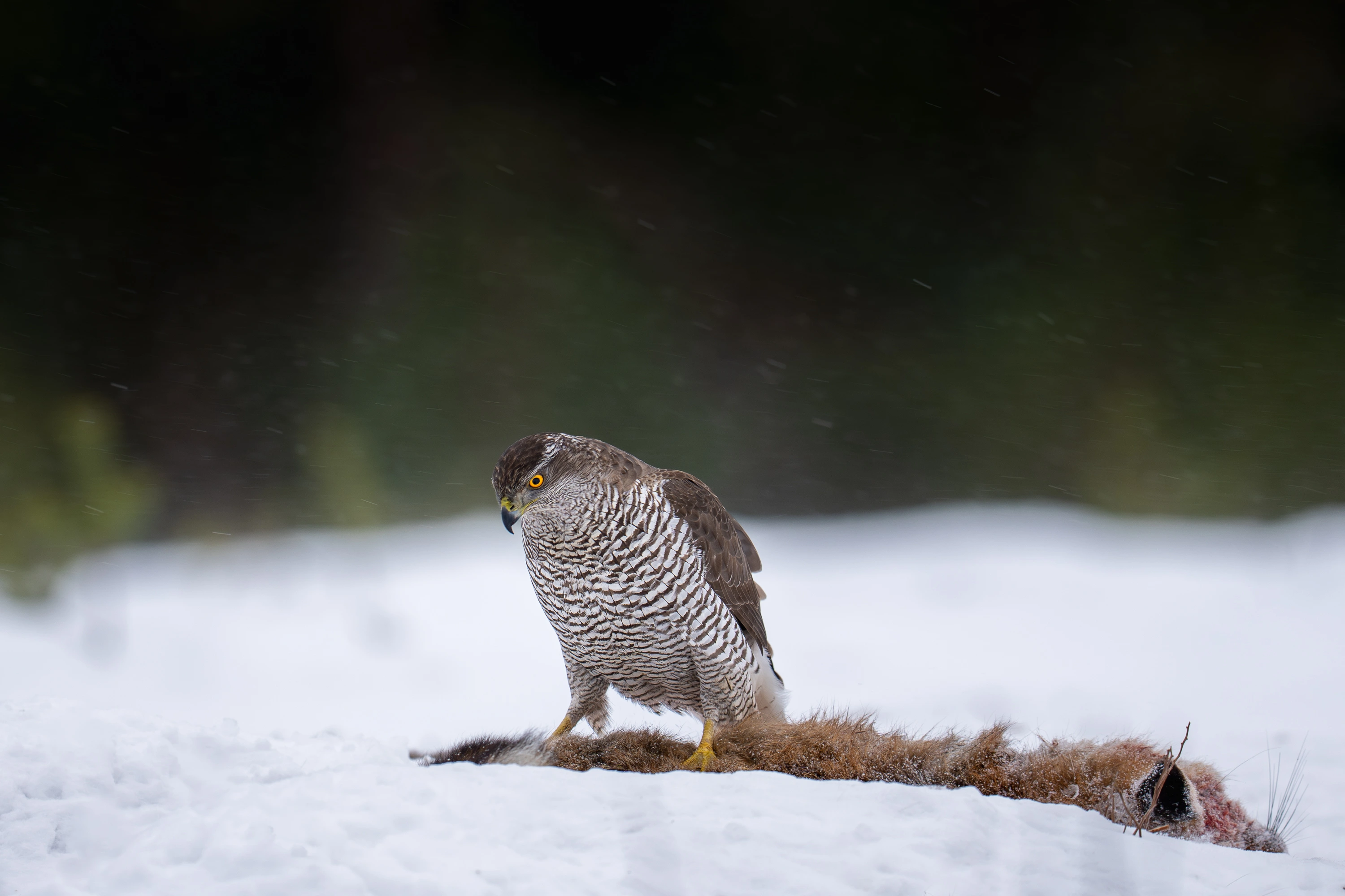 Norway Winter Raptors Expedition gallery image 14